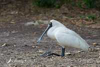 spoonbill 6812