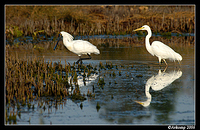 spoonbill and egret