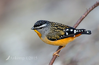 spotted pardalote 2901