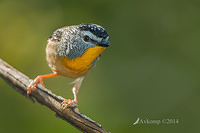 spotted pardalote 3507