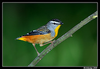 spotted pardalote 4340