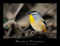 spotted pardalote 4349 1000 copy