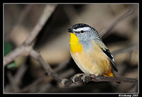 spotted pardalote 4349