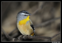 spotted pardalote 4352