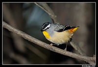 spotted pardalote 4762