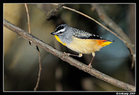 spotted pardalote 4764