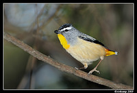 spotted pardalote 4765