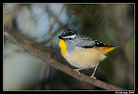 spotted pardalote 4767