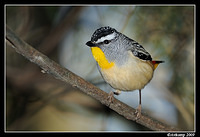 spotted pardalote 4770