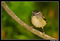 spotted pardalote 4780