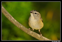 spotted pardalote 4782