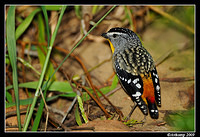 spotted pardalote 4786