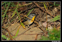 spotted pardalote 4790