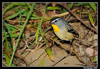 spotted pardalote 4791