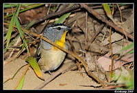 spotted pardalote 4795