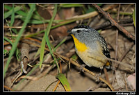 spotted pardalote 4796