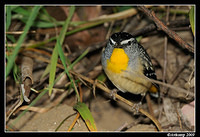 spotted pardalote 4797