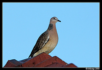 spotted turtle dove 8