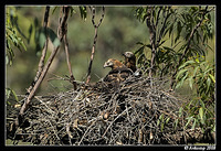 square tailed kite 2785