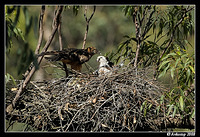 square tailed kite 2811