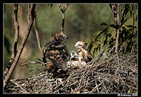 square tailed kite 2822