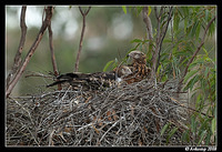 square tailed kite 2725