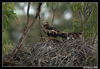 square tailed kite 2726