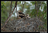 square tailed kite 2731