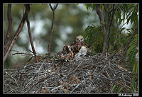 square tailed kite 2738