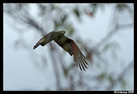 square tailed kite 2743