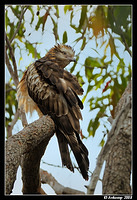 square tailed kite1651