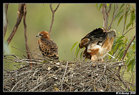 square tailed kites 600f4vr2 2943