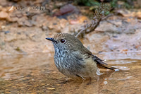 straited thornbill 1088