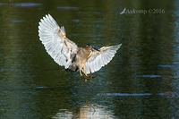 striated heron 10852