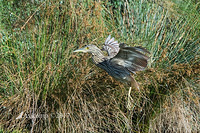 striated heron 13082