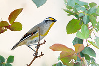 striated pardalote 10746