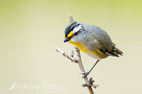 striated pardalote 10747