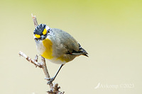 striated pardalote 10749