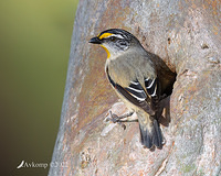 striated pardalote 8426