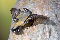 striated pardalote 8430