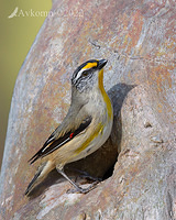 striated pardalote 9428