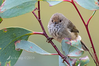 striated thornbill 0790