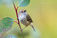 striated thornbill 0794