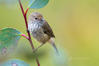 striated thornbill 0795