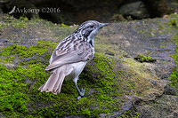 striped honeyeater 8458