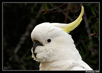 sulphur crested 4