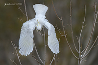 sulphur crested 5780