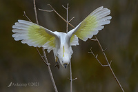 sulphur crested 5781