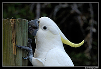 sulphur crested 6