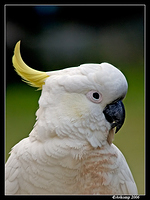 sulphur crested 7a